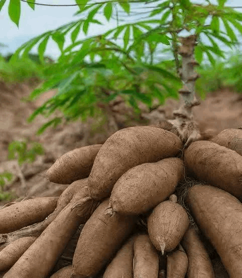 YUCA