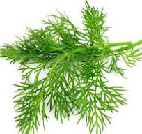 DILL LEAVES