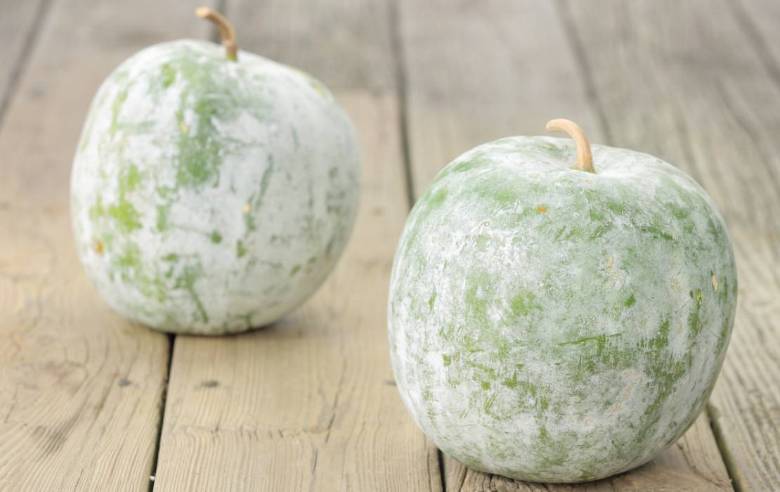 WHOLE WINTERMELON