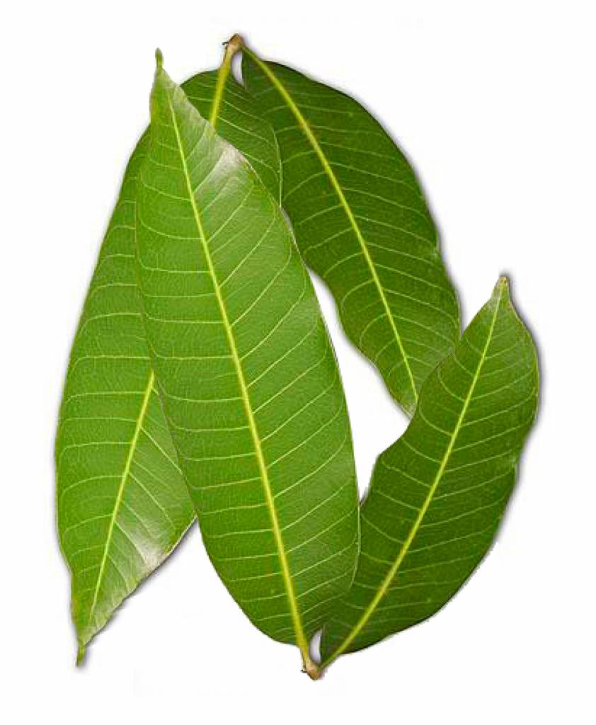 MANGO LEAVES IB(EA)