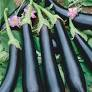 LONG EGGPLANT