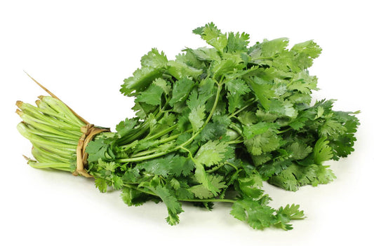 CILANTRO