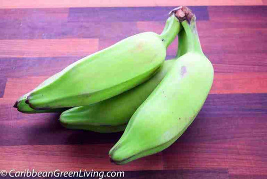 SMALL PLANTAIN