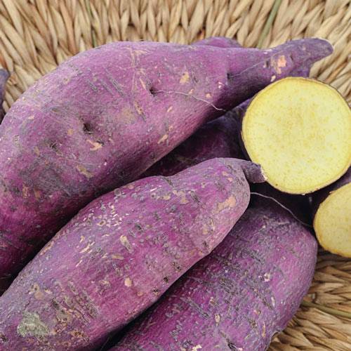 SWEET POTATO
