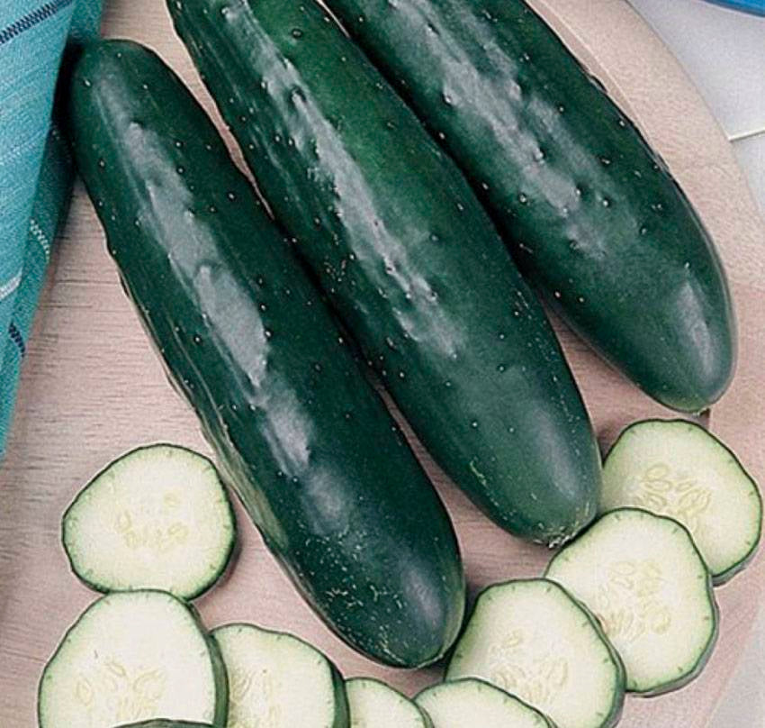 CUCUMBER REGULAR