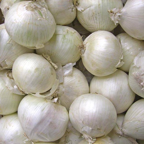 WHITE ONION