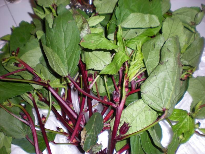 GONGURA LEAVES